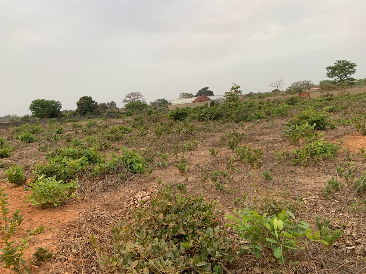 Land for Sale In Tujureng Seaside - Image 2